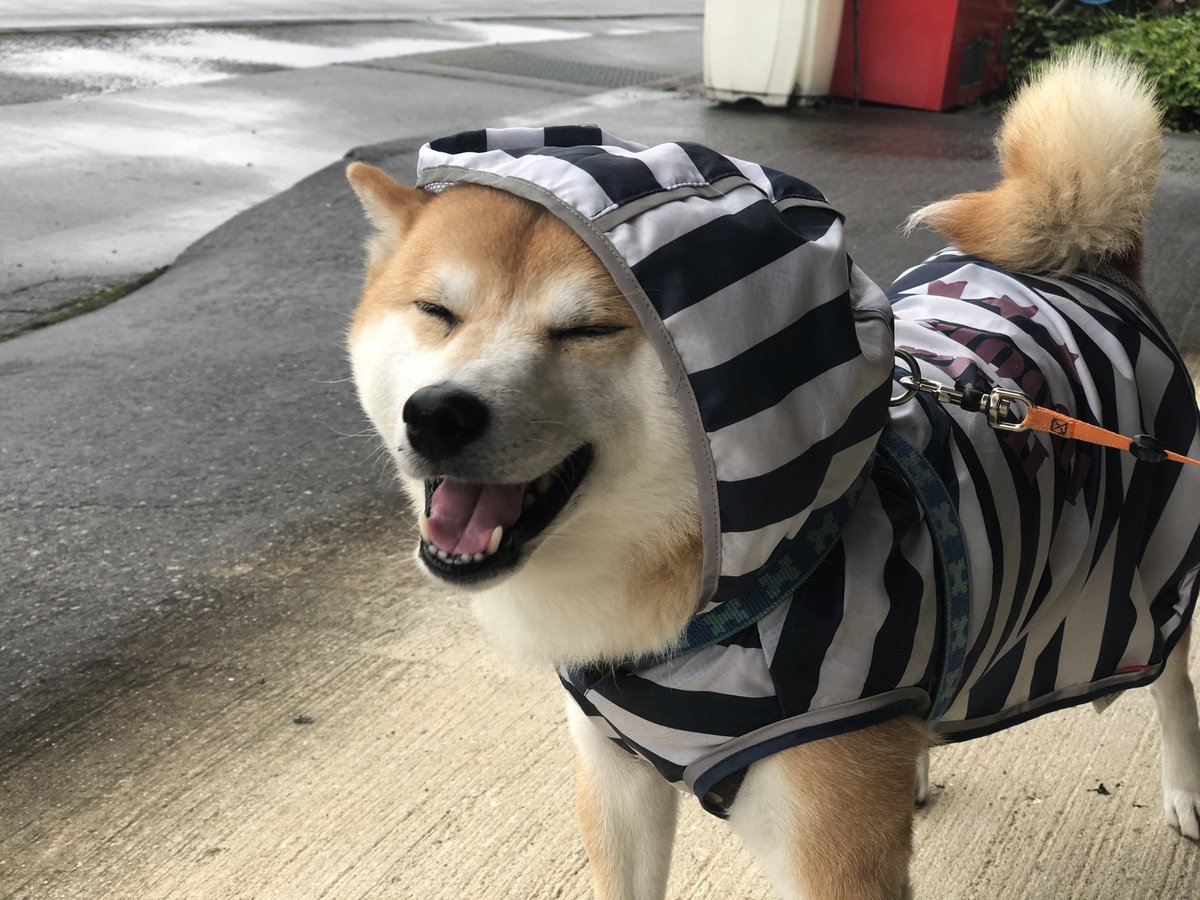 bumper405's tweet photo. 「柴犬マウント」とは柴犬愛のマウントかと思ったら違うのね。
でも、うちの柴犬どう？🐶
  #柴犬マウント #柴犬 https://t.co/dYyGYO7bxL
