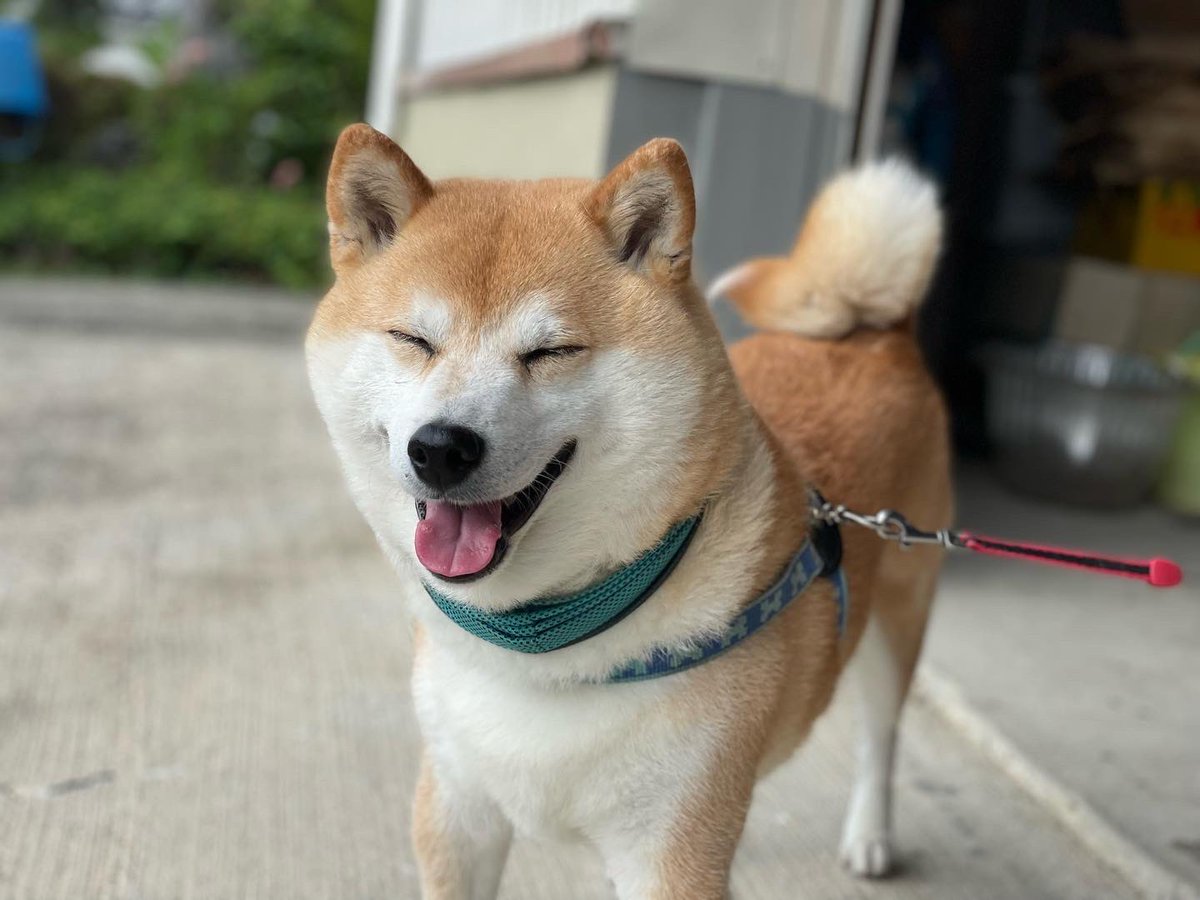 bumper405's tweet photo. 「柴犬マウント」とは柴犬愛のマウントかと思ったら違うのね。
でも、うちの柴犬どう？🐶
  #柴犬マウント #柴犬 https://t.co/dYyGYO7bxL