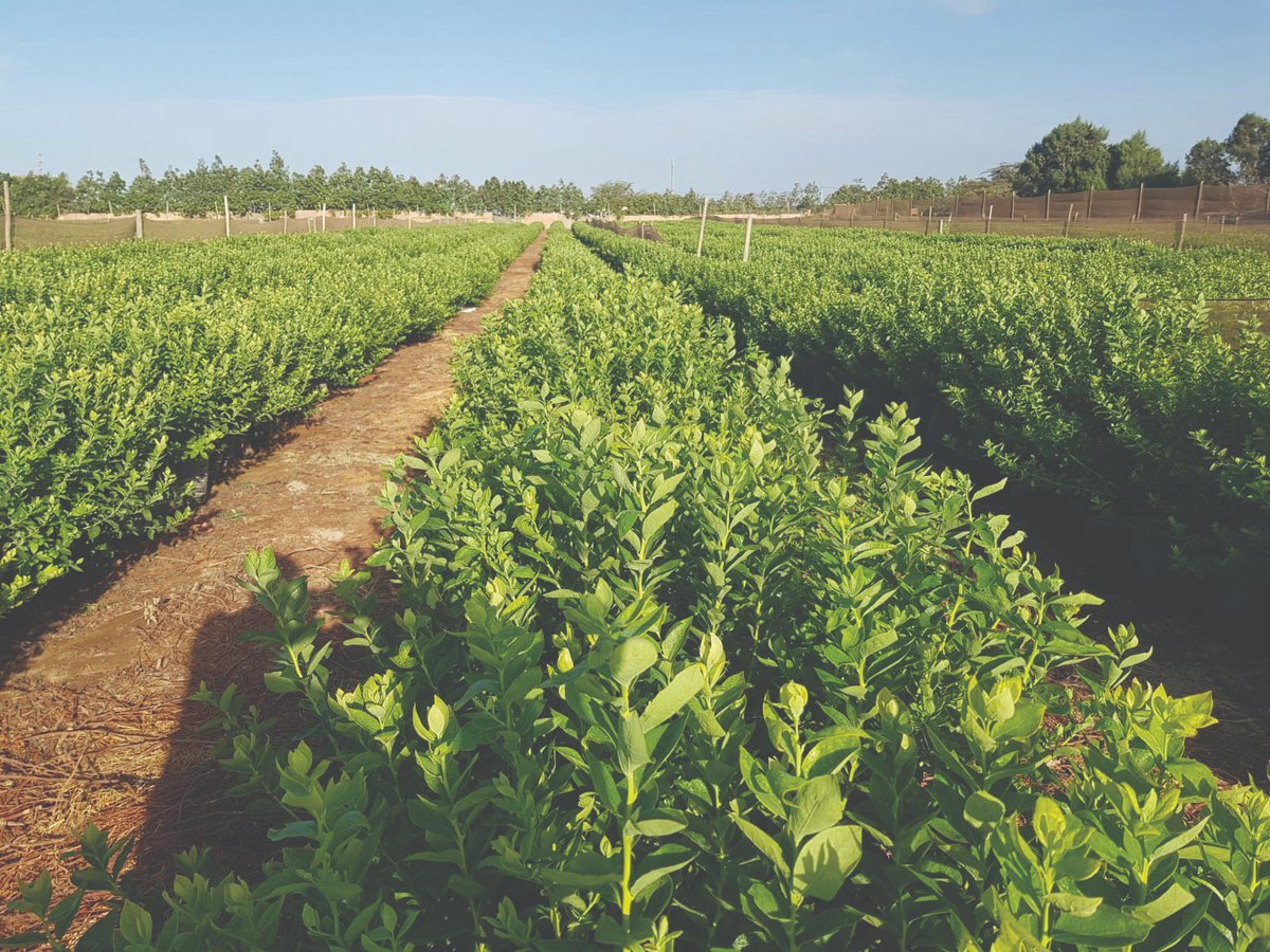 coco_peat's tweet image. We’ll be exhibiting at this year’s Blueberries Consulting XIX Blueberries International Seminar in Trujillo (Hotel Costa Del Sol Wyndham Trujillo Golf, 6-7 July). Head over to stand 28 to see how we can help.
 
#Blueberrygrowers #Innovation #Quality #Yield #Cultivadores