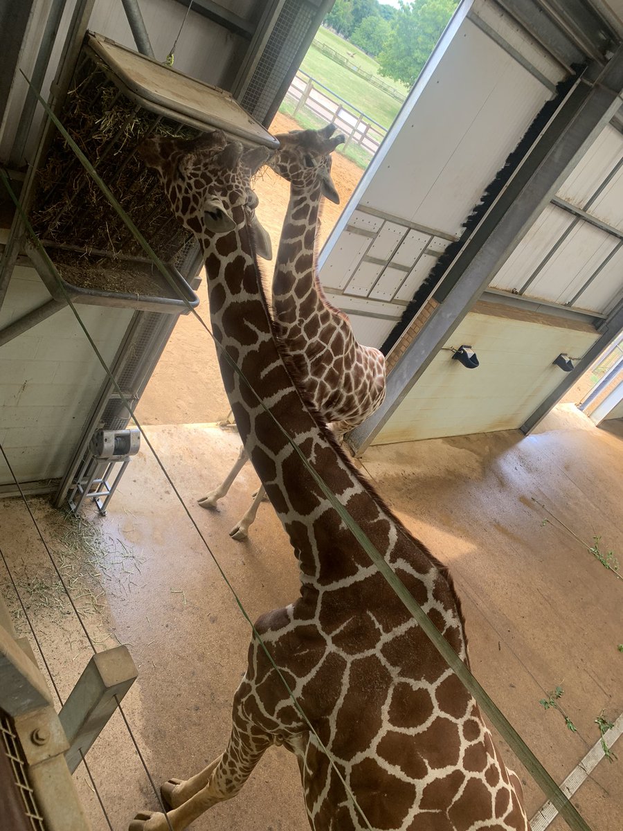 uptonrainbow's tweet photo. First stop 🦒 https://t.co/uTNITLKWGG