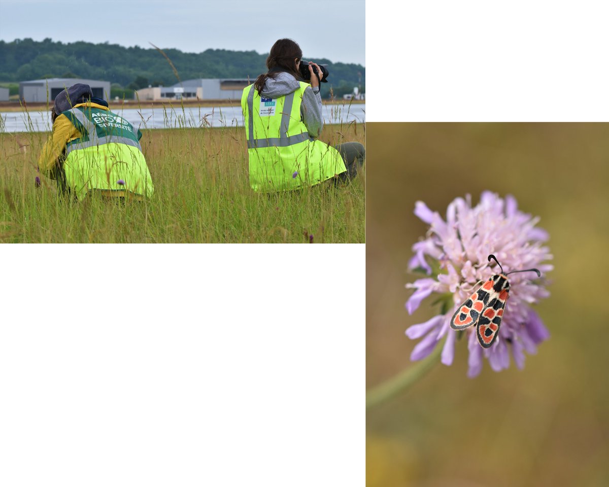 AeroBiodiv's tweet photo. De retour d'un inventaire #biodiversité à l'aéroport d'#Angoulême #Cognac ✈️, nos naturalistes ont fait de multiples observations dont une Zygène de la petite coronille 🦋 avec l'accompagnement du Service Technique de l'#Aviation Civile #papillon #zygaena #STAC #Charente16 @DGAC https://t.co/xf6NsWvbiY