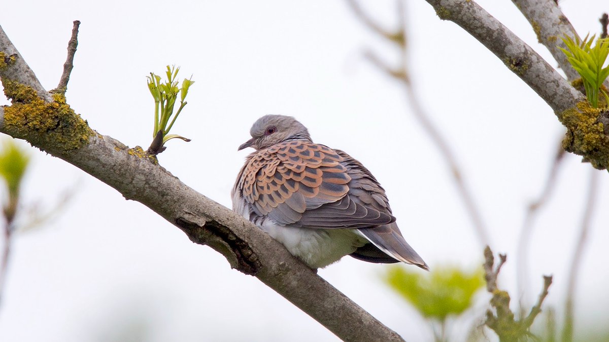 ✉️ Farmer Clusters providing a lifeline for turtle doves: Our letter to the Evening Standard: workingforwildlife.co.uk/farmer-cluster…