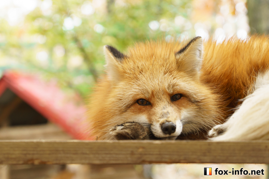 キツネ写真館 新刊通販始めました じぃー 蔵王キツネ村 T Co Orsty7bkuh T Co 7zwbg7vfui Twitter