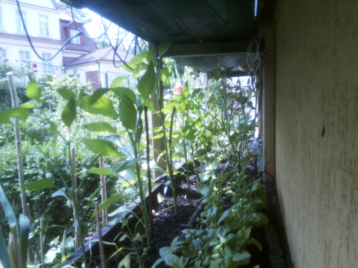 AbrahamaSopot's tweet photo. #gardenOfEden #myGarden #timelapse #myWindow #middletier #umida @tprzechlewski https://t.co/d89jsovCi5