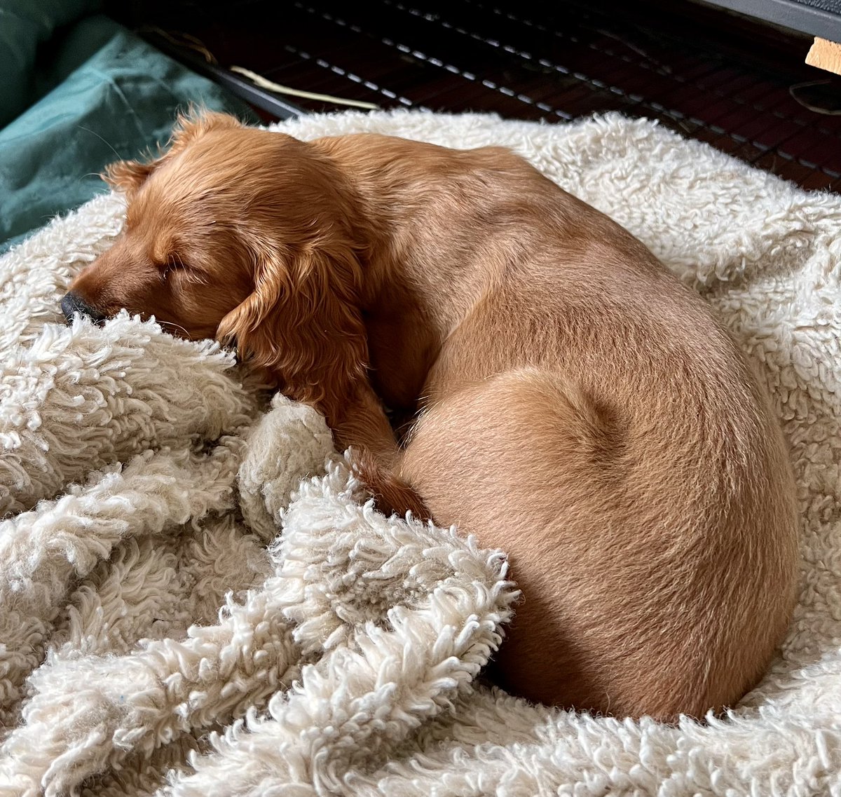 JuneBug0908's tweet photo. A sleeping puppy, because I’m already done with Nat negativity today! #SpanielsofTwitter #Spanielpup #WorkingCocker https://t.co/UXy46w7cEe