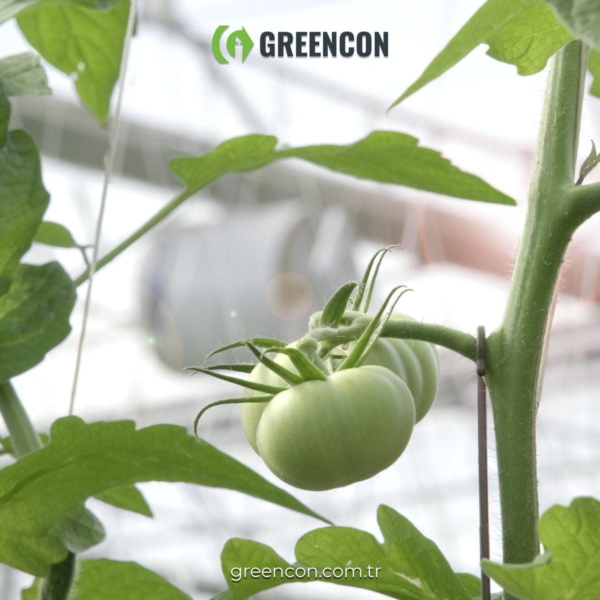 greencon_co's tweet photo. Isı, ışık ve nem kontrolü ile ideal koşullar Greencon™ Seralarında! 
–
Ideal conditions with heat, light and humidity control are in Greencon™ Greenhouses!

#greencon #greenhouse #agriculture #horticulture #cultivation #sera #tarım #topraksıztarım #теплица #hydroponics https://t.co/S6tvnLfrNq