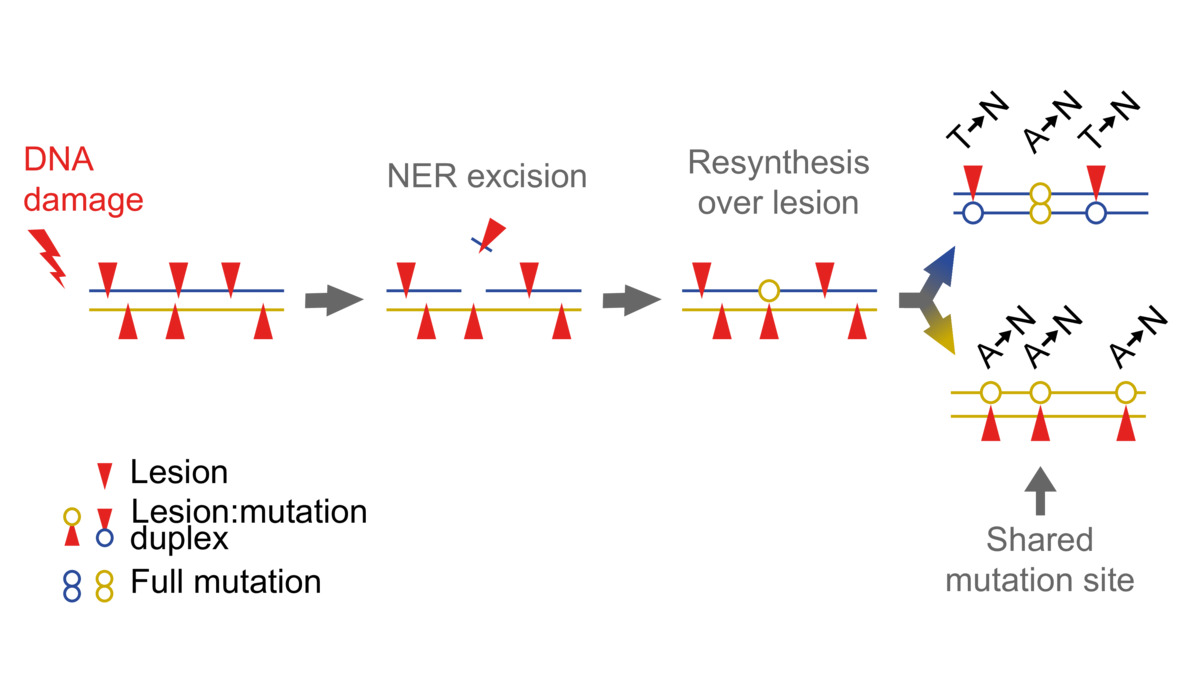 Converging view that nucleotide excision repair is often the source of mutations. Found in bacteria doi.org/10.1101/2022.0…, cancer doi.org/10.1101/2022.0… and building on insights from yeast doi.org/10.1534/geneti…. @merrikh_houra @biorxiv adds bacterial and evo. perspective