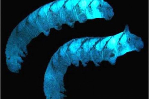 Two Photorhabdus luminescens. They look like neon, glowing blue worms.