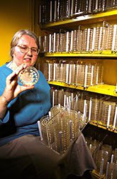 Microbiologist Phyllis Martin checks some of the 12,145 living Bacillus thuringiensis strains and isolates collected from around the world. I have absolutely no idea if this is the same Phyllis Martin who was Bill Martin’s mum, but it’s the only image that came up when I Googled “Phyllis Martin Microbiologist.”