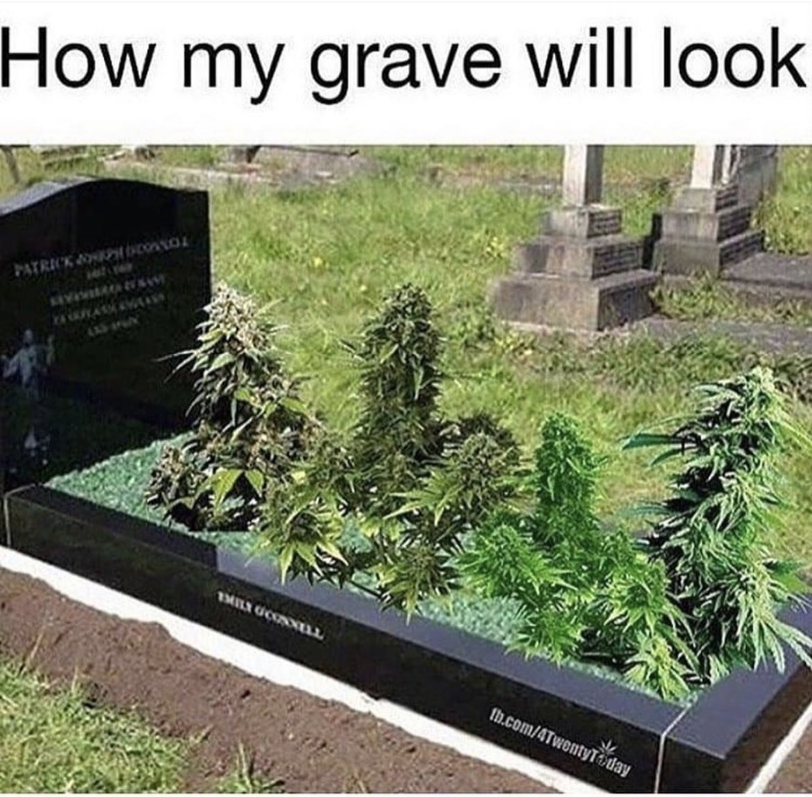 Premium Cultivars tweet media