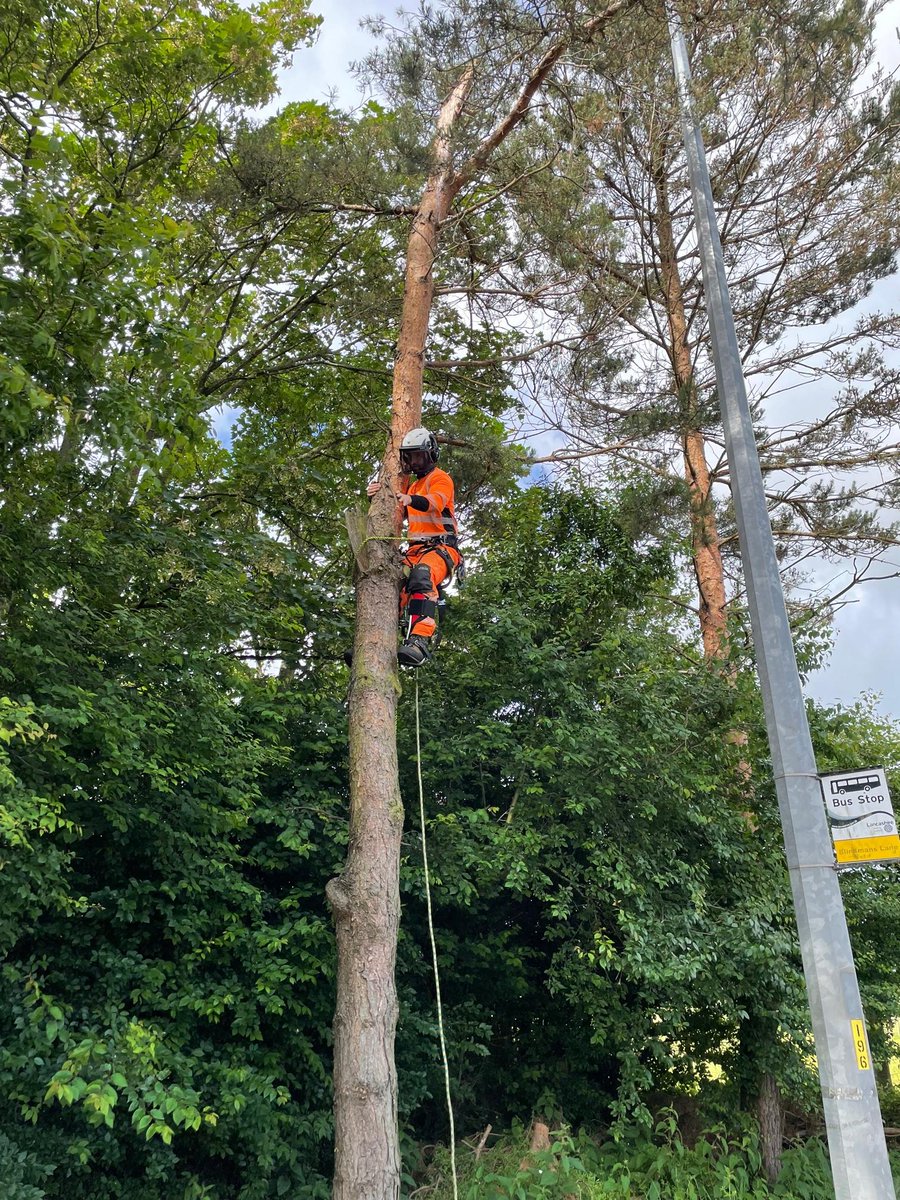 EAFormby's tweet photo. We worked recently to remove dangerous Pines from a roadside. It's a shame to remove a healthy tree, but you have a responsibility that your trees are safe.
If you have trees that you would like us to look at, give our office a call on 01704 840 063
#arb #arblife #treesurgeon https://t.co/nTPWqy0Fd8