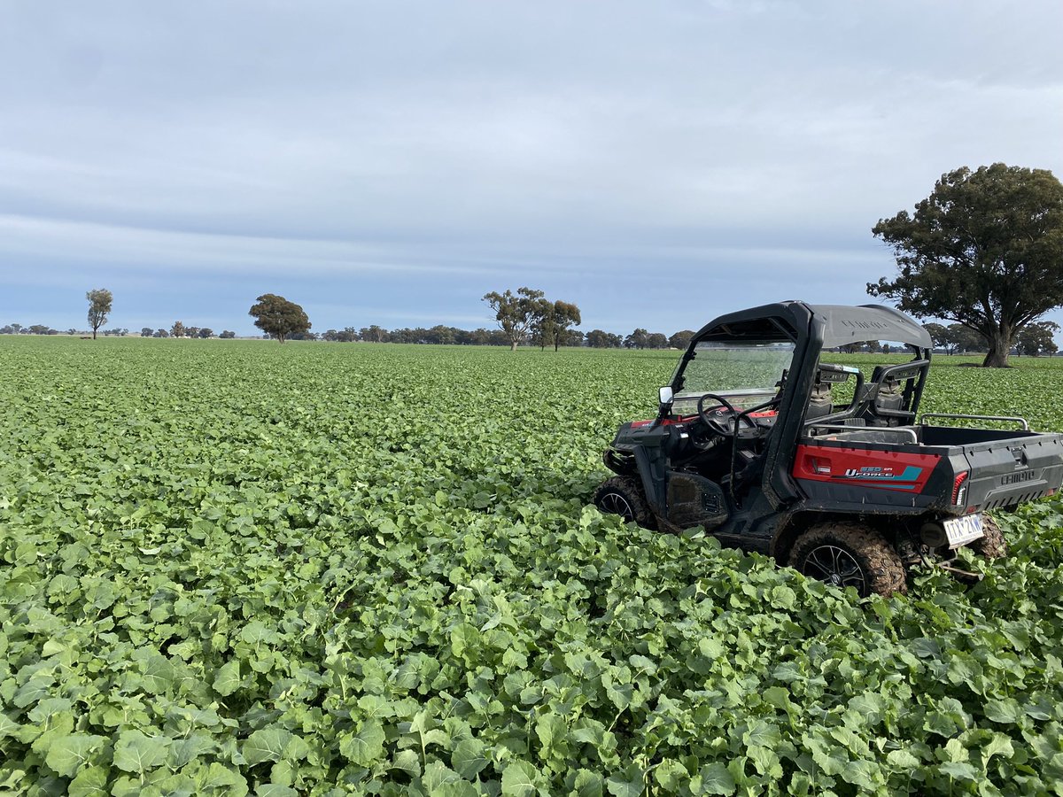 44Y94CL looking unreal, and got the tick of approval from the apprentice 🐶