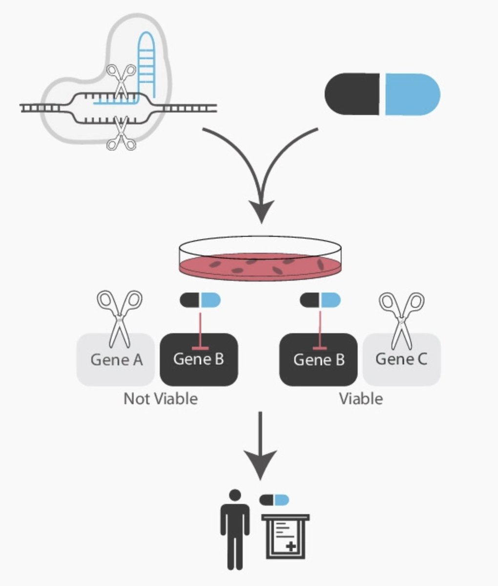 Our review is out covering CRISPR-based screens for interactions in the DNA damage response. Great work by Jordan Wilson, a PhD student in our lab <a href="/jordancjwilson/">Jordan Wilson</a>. Thanks to Óscar @KP_twitt_llo  for this exiting issue on academic drug development febs.onlinelibrary.wiley.com/doi/10.1002/18…