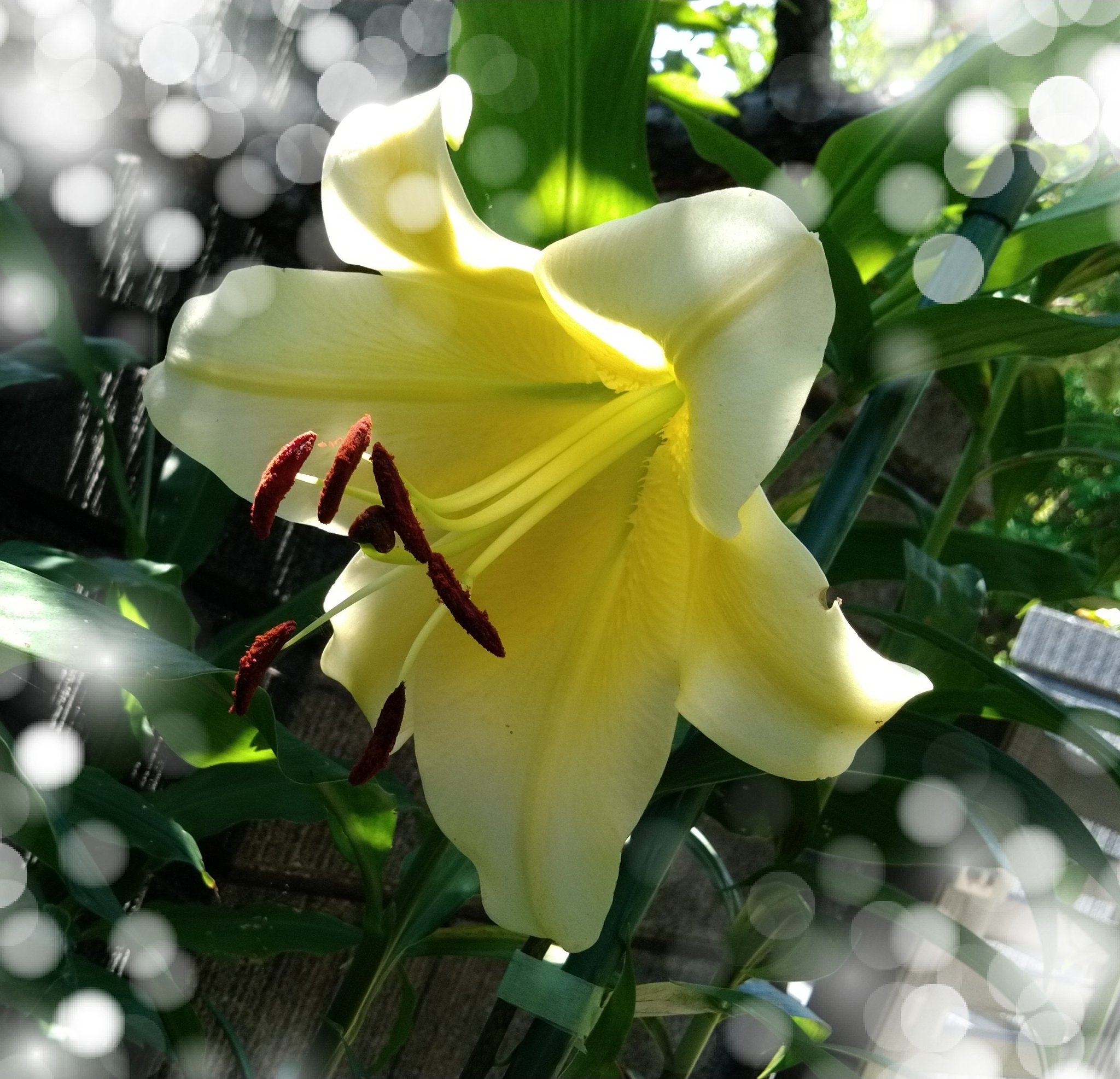 しゅみ花 黄色いカサブランカも咲きました 球根から育てたホスタの花 まだ小さいです 変わった色のキンギョソウが咲いてました T Co Ef5w3vldlo Twitter
