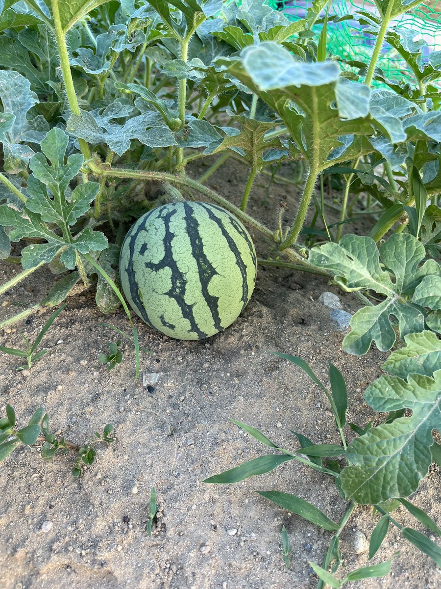 2525yoppi_0610's tweet photo. 夏暑すぎて実家のスイカが笑ってる🍉 https://t.co/KQfiTIebVb
