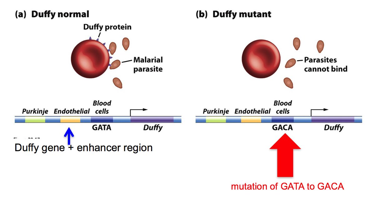 Short notes about Blood Group 🔻 ☆Blood Group antigens High 🆚️ Low