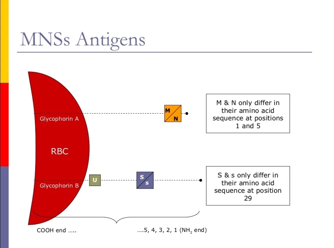 Short notes about Blood Group 🔻 ☆Blood Group antigens High 🆚️ Low