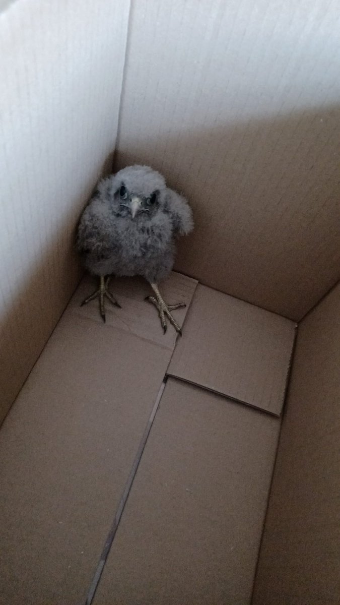 Escola de la Natura de Parets com a centre de recollida de fauna <a href="/escolanatura/">Escola de la Natura</a> 
rap107.fm/programs/lanat…