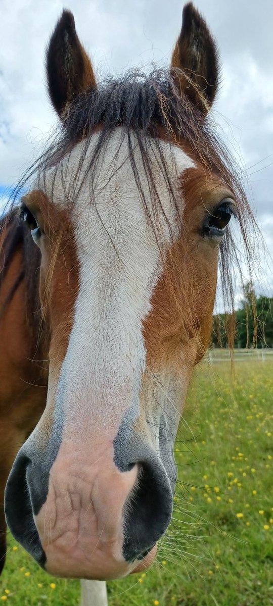 SereneSquirrel's tweet photo. Ivy π
#BritishPony
#NativePony #WelshSectionA https://t.co/sgSU8ebRxo