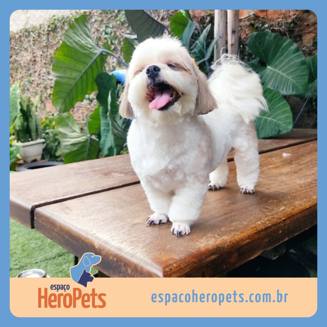 EspacoHeroPets's tweet image. Esta é a Lola, querida cliente do Espaço Hero Pets. 🐶 Ela já experimentou nossa estrutura criada especialmente para Pets. 🐾 Aqui todos são tratados como verdadeiros Heróis.