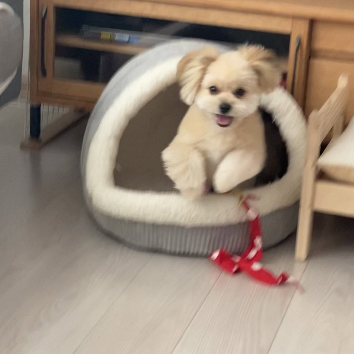 kotochanda's tweet photo. かわいい言うてたら飛んできた2
#子犬 #犬のいる暮らし https://t.co/S3DCsKw27o