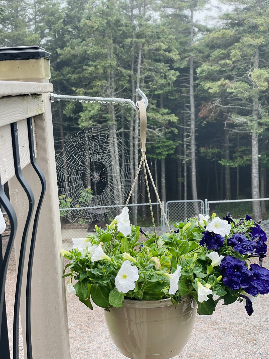 _stephengosling's tweet photo. The perfect spider web doesn’t exi- #nlwx  @EddieSheerr https://t.co/9rEdhHtc2U
