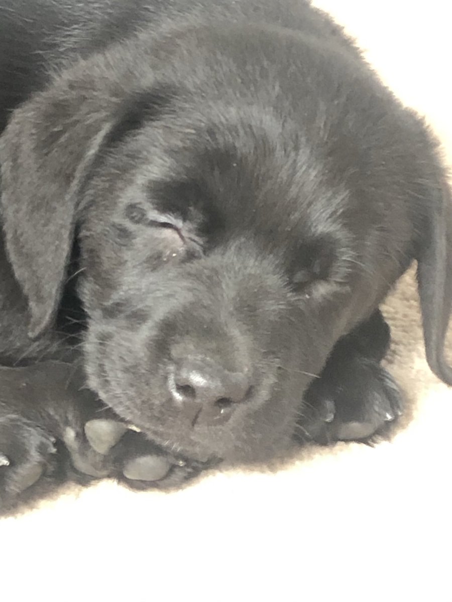 keegansknines's tweet photo. Our new puppy classes are starting on Wednesday the 13th July in Luton at 6.30pm. We also run puppy classes on Monday evenings & Saturday mornings.
#puppyclasses #puppies #puppytraining @TheGoodDogGuide please RT https://t.co/BE62a8C53s