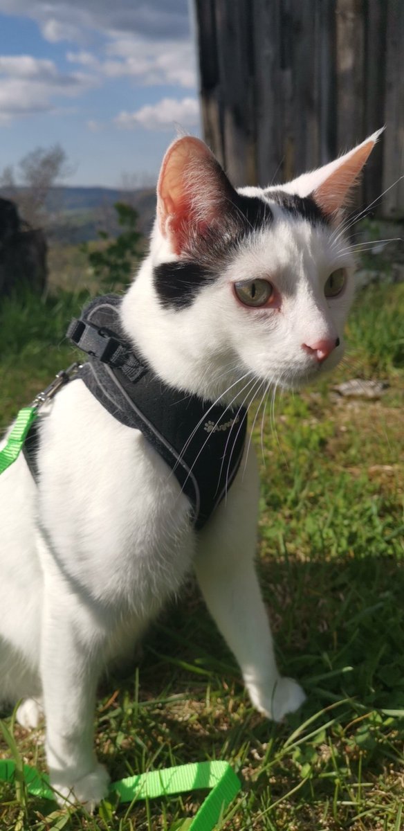 Hynama1's tweet photo. @pourquoipablo J'ai pris un harnais pour petit chien à mon chat, sinon il arrive à enlever les autres. Du coup, il a un gros harnais, on dirait un petit randonneur 😂 https://t.co/bESp7rGW9u