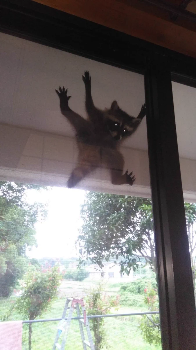 カーテンを開けたら…窓にアライグマが張り付いていた！！