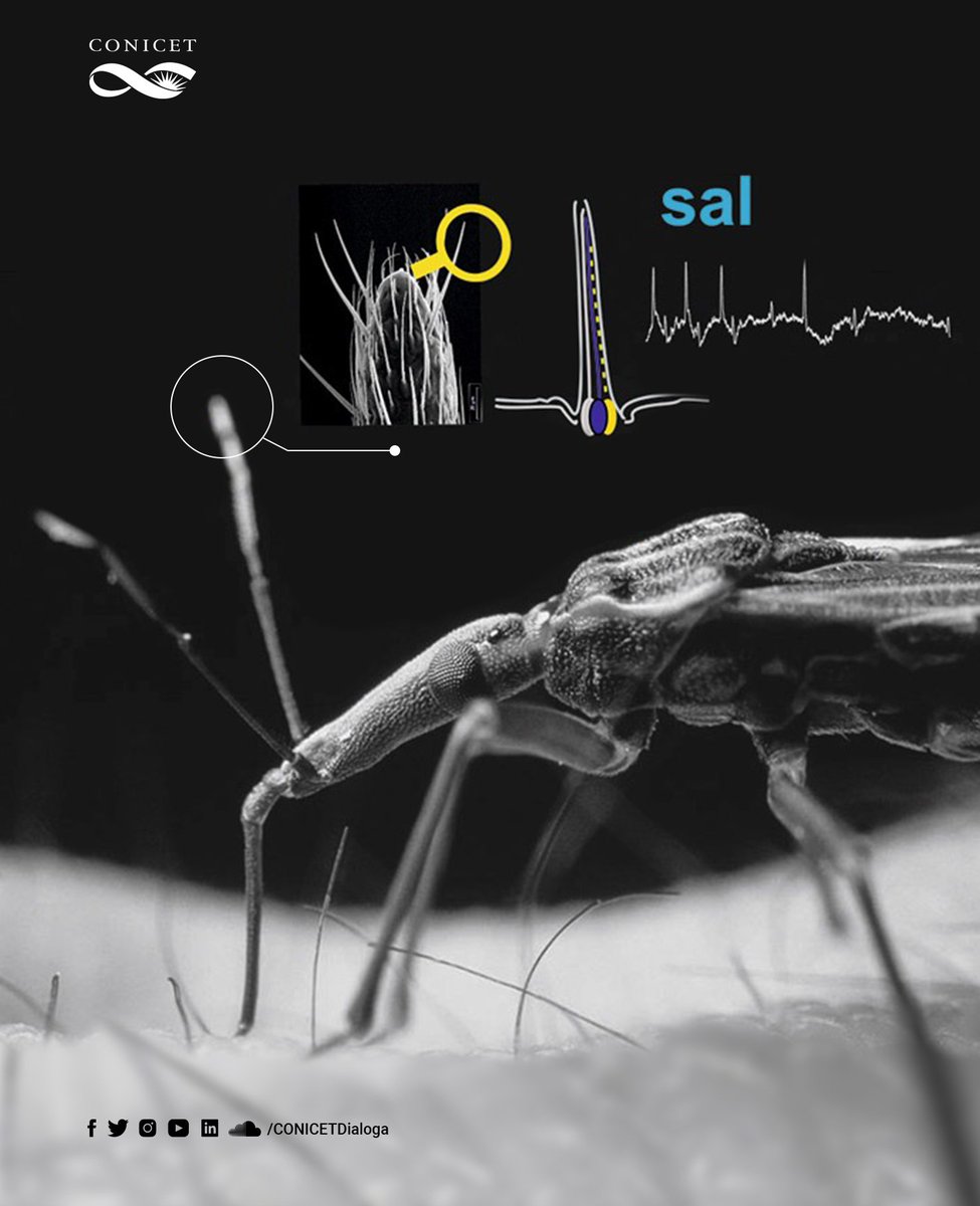 Especialistas del CONICET describieron en vinchucas el comportamiento aversivo que provoca la detección de alto contenido de sal. El trabajo sienta bases para el desarrollo de nuevos repelentes contra insectos vectores de enfermedades.
👉bit.ly/3NzcLgN
#CienciaArgentina