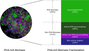 Detailed microscopic study on Polyhydroxyalkanoate (#bioplastic) production in Waste Activated Sludge
#resourcerecovery
by Ruizhe Pei @WetsusScience @TNWTUDelft 

sciencedirect.com/science/articl…