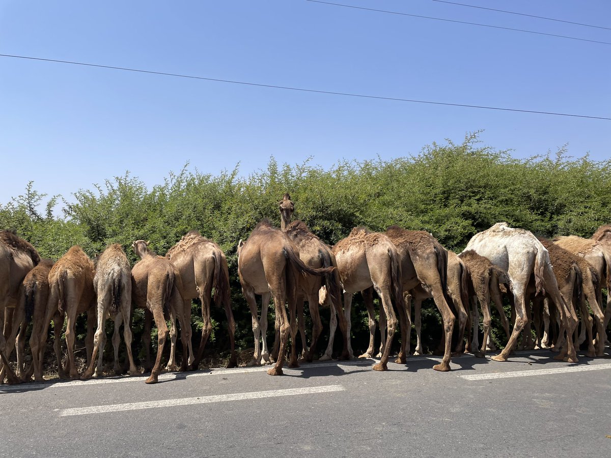 DKinMorocco's tweet photo. Getting closer to #taroudant you can see a protected #Argane trees park - but also make some nice encounters 🐪😍 - before getting to the cycling event ‘Pikala’ venue where preparations are on going 👍 #TDF2022 https://t.co/hZzJ2j2pLk