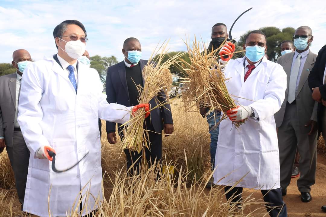 AfricaFactsZone's tweet photo. Botswana University of Agriculture and Natural Resources has produced drought resistant and water-saving rice.

They achieved this in partnership with African Agriculture (AA). https://t.co/cRX8o7K90E