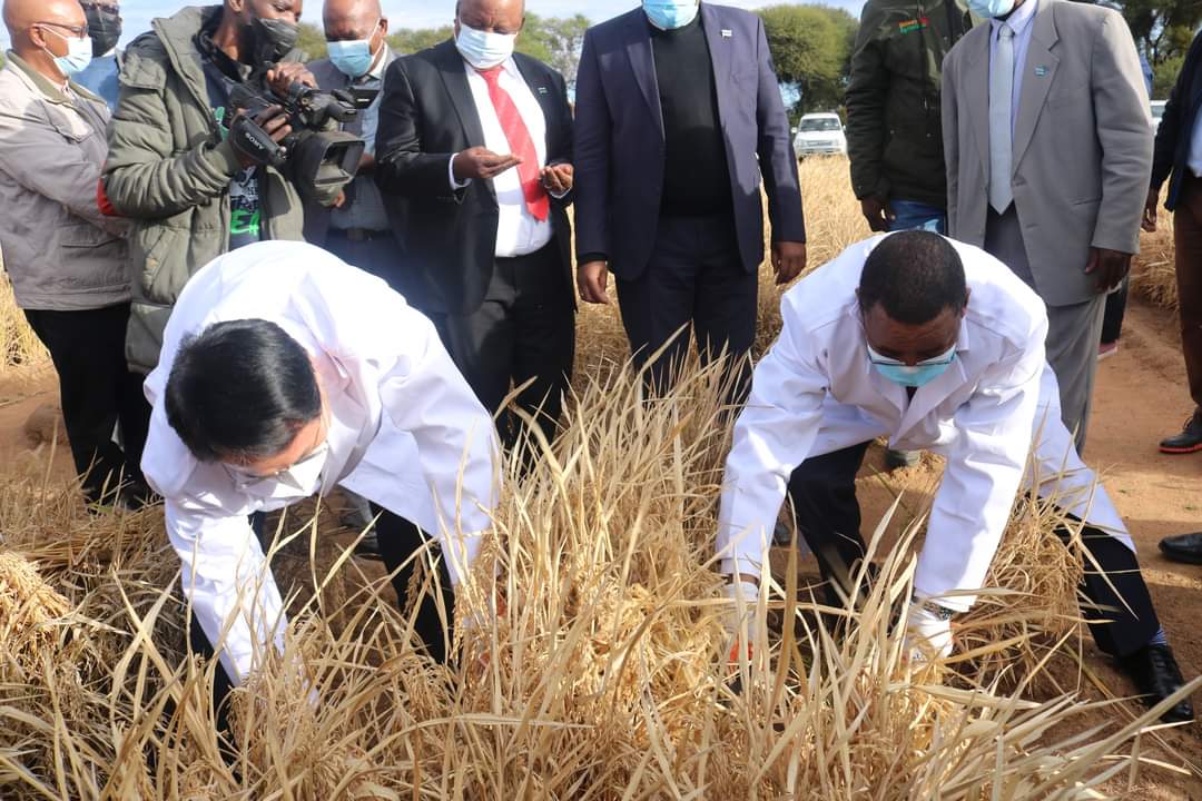 AfricaFactsZone's tweet photo. Botswana University of Agriculture and Natural Resources has produced drought resistant and water-saving rice.

They achieved this in partnership with African Agriculture (AA). https://t.co/cRX8o7K90E