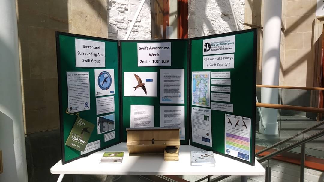 Brecon swifts tweet media