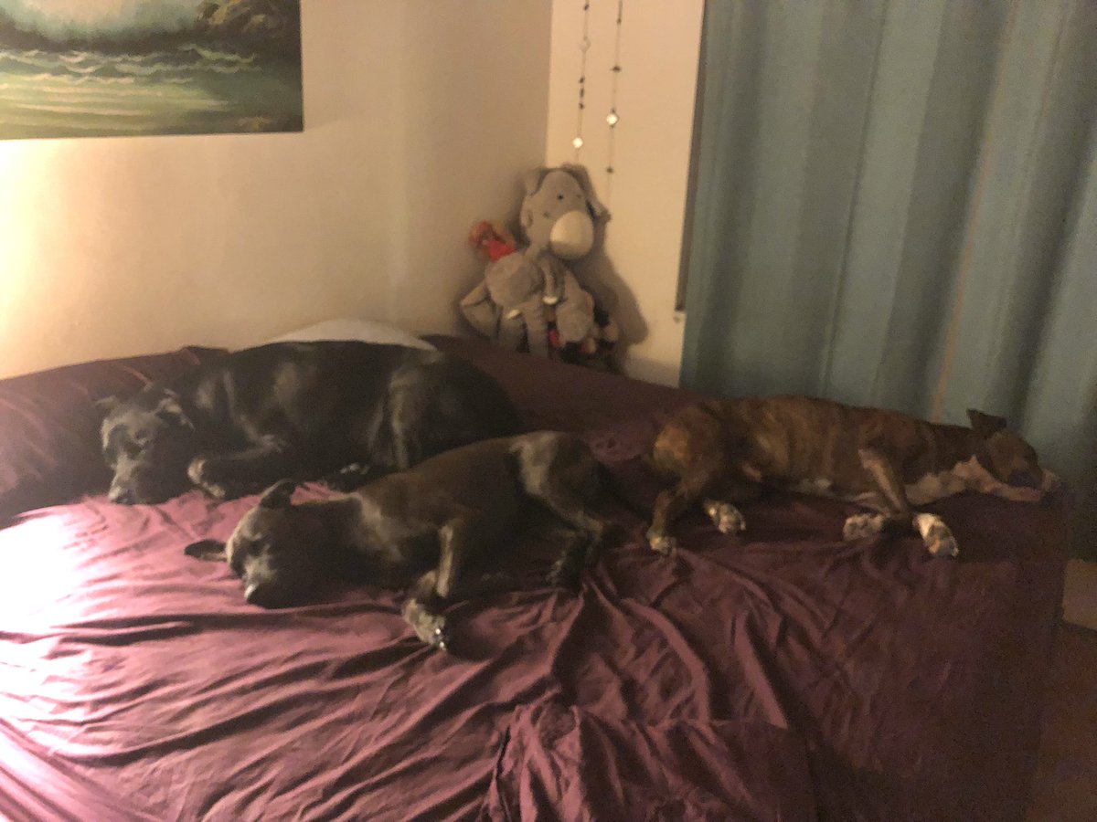 CristinaZenato's tweet photo. We are looking for a two bedroom apt so we can have our bed back (not a chance, we know) #dogslife #spoiledpups #adoptdontshop https://t.co/K7EoGGl6KQ