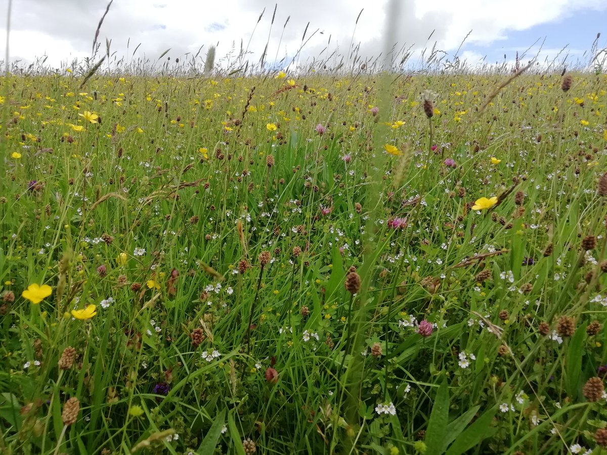 MarkCTest's tweet photo. We've just had a long day at @BJSSLtd #greenfield site with our ecology expert, to understand plans for the site and how this fits in with our broader 🌼 #Sustainability 🌳 plans. Great to see such genuine commitment from the board and team 😎 https://t.co/IrokKn7q5V