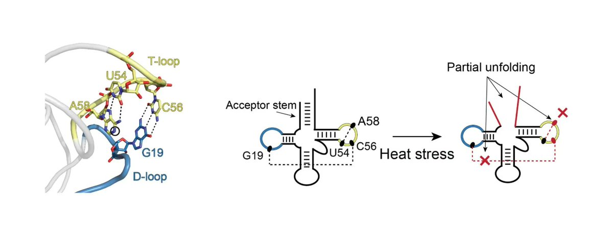 Penn State Eberly College of Science (@psuscience) on Twitter photo Developed by #PennState researchers including Eberly's <a href="/phil_bevilacqua/">BevilacquaLab</a> and <a href="/AssmannLab/">AssmannLab</a>, a new method shows how RNA folding changes under stress and could potentially inform development of therapeutics for RNA-linked diseases. buff.ly/3OM3ALz <a href="/psu_chemistry/">Penn State Chemistry</a> <a href="/PennStateBio/">Penn State Biology</a> Developed by #PennState researchers including Eberly's <a href="/phil_bevilacqua/">BevilacquaLab</a> and <a href="/AssmannLab/">AssmannLab</a>, a new method shows how RNA folding changes under stress and could potentially inform development of therapeutics for RNA-linked diseases. buff.ly/3OM3ALz <a href="/psu_chemistry/">Penn State Chemistry</a> <a href="/PennStateBio/">Penn State Biology</a>