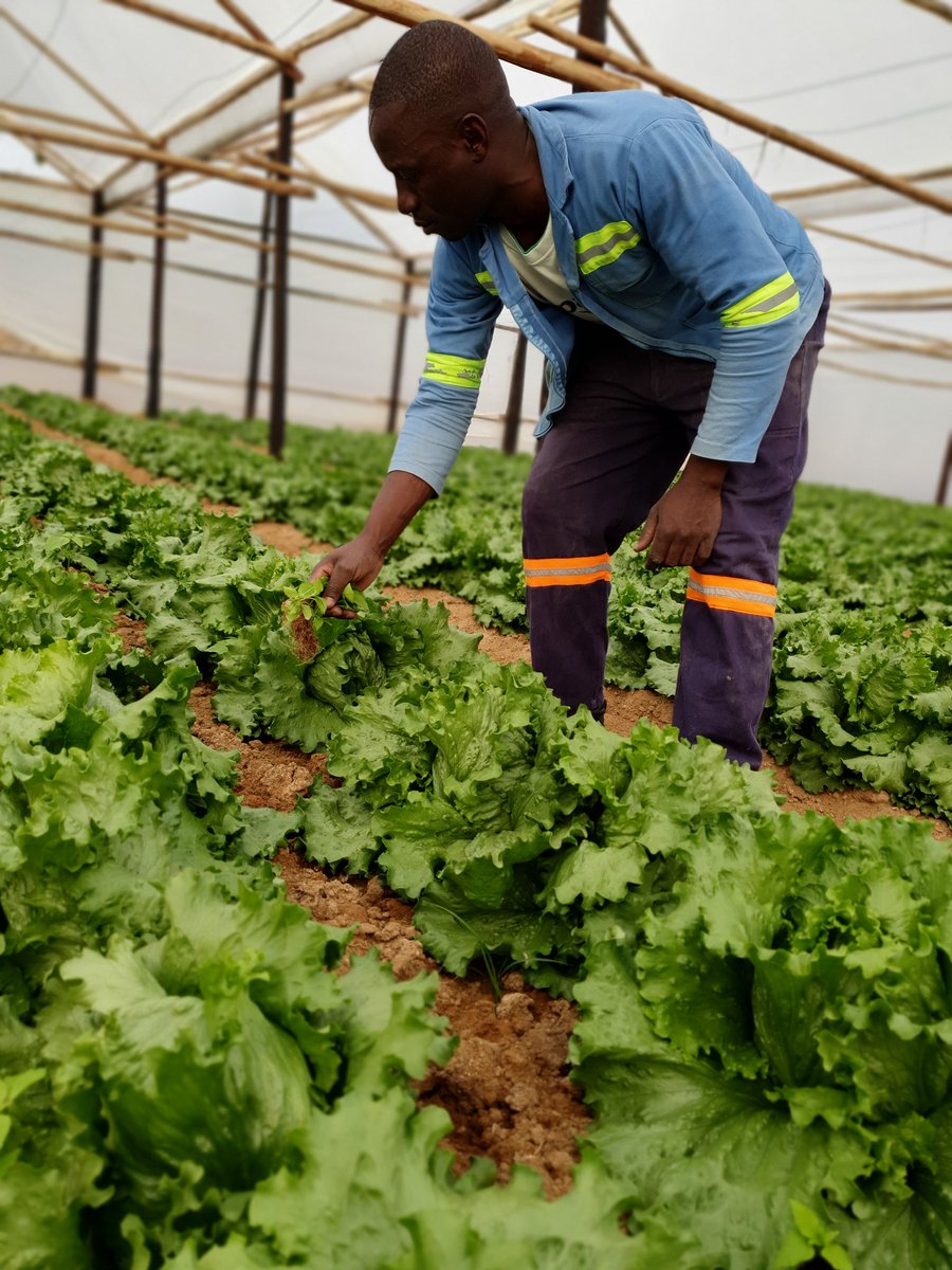 Murimi wanhasi at Graceroots❗
<a href="/darlingtonh3/">Darlington Hukuimwe</a> <a href="/kebby971/">Kebby</a> <a href="/PhiriDivah/">Divah Phiri</a> <a href="/HukuimweLinda/">Linda Hukuimwe</a>