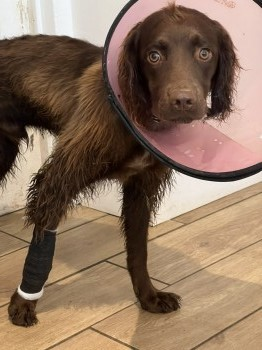 millypod1's tweet photo. STARLORD HOME SAFE. THANKS FOR RT's😊🐕🐾
🆘29 JUNE 2022 #Lost #ScanMe
YOUNG Brown English Springer Spaniel Male
home nr #Loddiswell in #SouthHams #Devon #TQ7
He’s timid, generally scared of people and other dogs, also not fully house trained.
https://t.co/sOAqjLaHVs https://t.co/lbs4tU8aAO