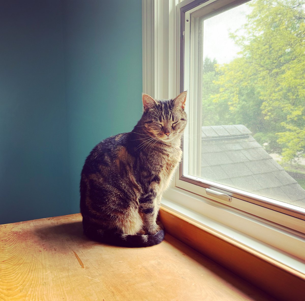 rwestonliterary's tweet photo. #RWLWritingTip Be like Cleo and take some time for yourself that doesn’t involve a screen. Take a walk, make a cup of tea, sit on some grass, or simply allow yourself to daydream by a window. You will come back to your manuscript refreshed and renewed. #writingtip #amwriting #cat https://t.co/XaF8mOTN8g