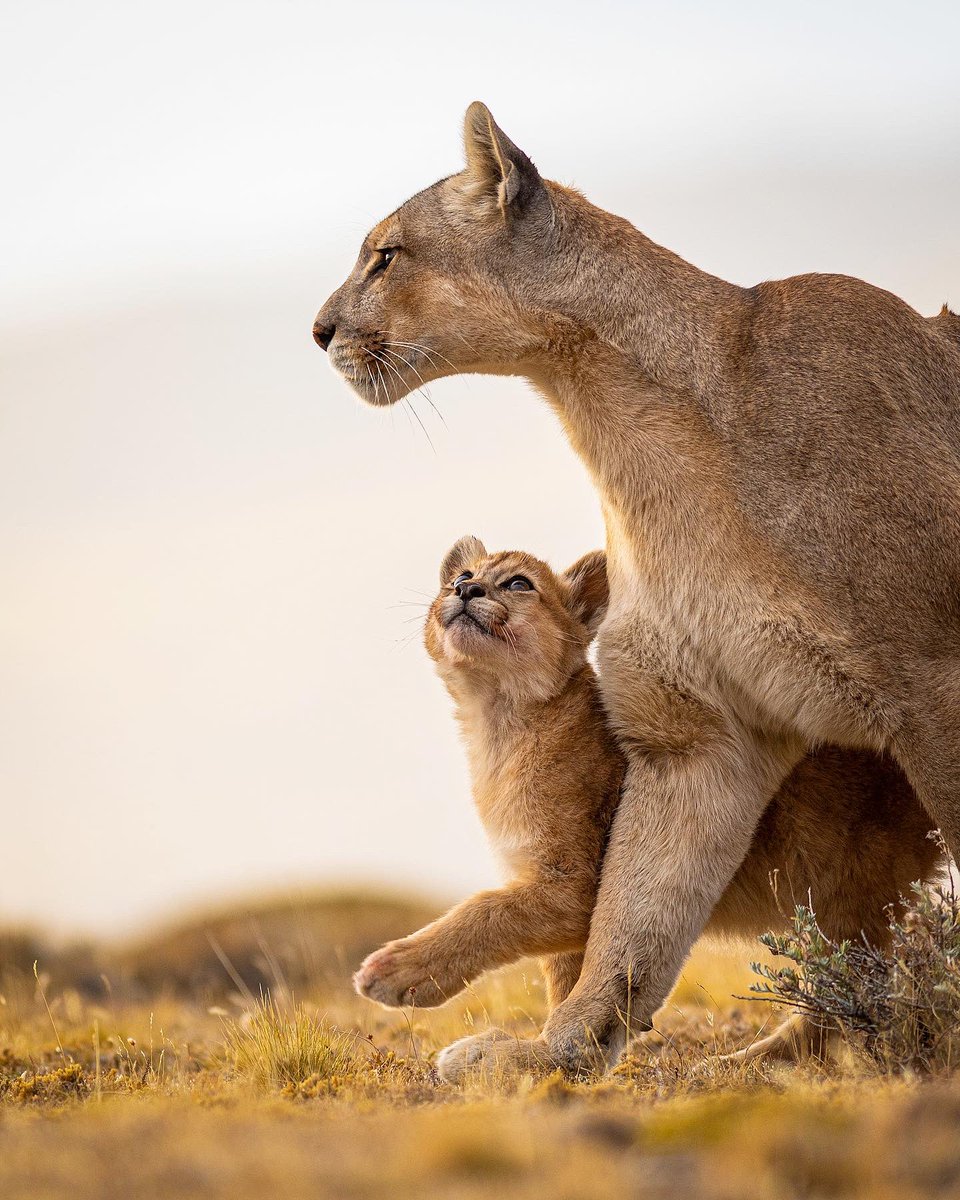razeidan_photo's tweet photo. Gm ☕️ I took this one in Torres del Paine last year, in the early morning.
Have a great day!
#puma #wildlifephotography #photography #CatsofTwittter https://t.co/2r3n1M4DdJ