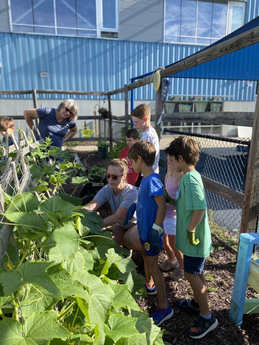 LPESGardenClub's tweet photo. The very hungry caterpillars in our garden this month are horn worms and they really love our tomatoes! 🍅 🐛 We harvested cucumbers and potatoes as well as the tomatoes that were still left. So much fun! https://t.co/USpzPybKF3