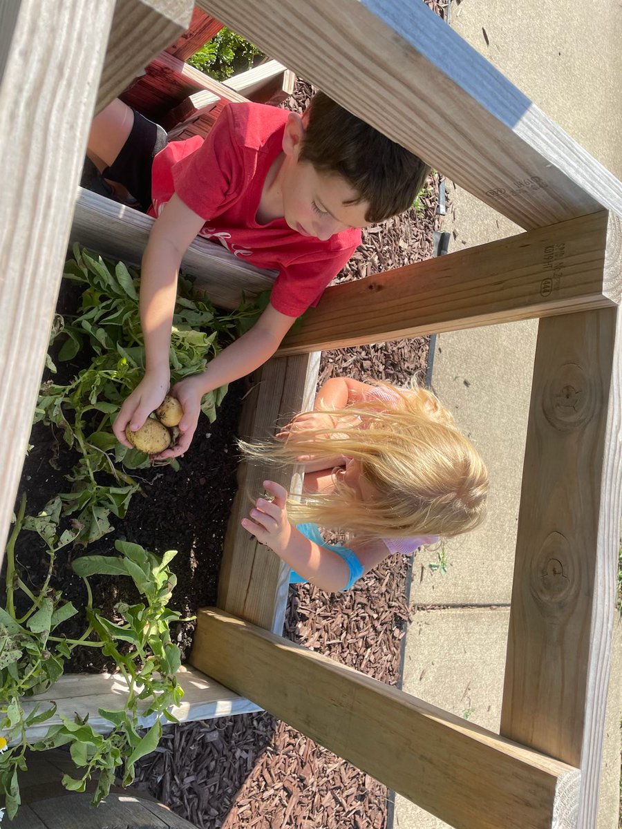 LPESGardenClub's tweet photo. The very hungry caterpillars in our garden this month are horn worms and they really love our tomatoes! 🍅 🐛 We harvested cucumbers and potatoes as well as the tomatoes that were still left. So much fun! https://t.co/USpzPybKF3