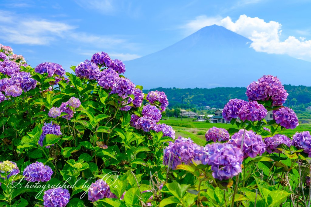 紫陽花と富士山を撮ってきました。