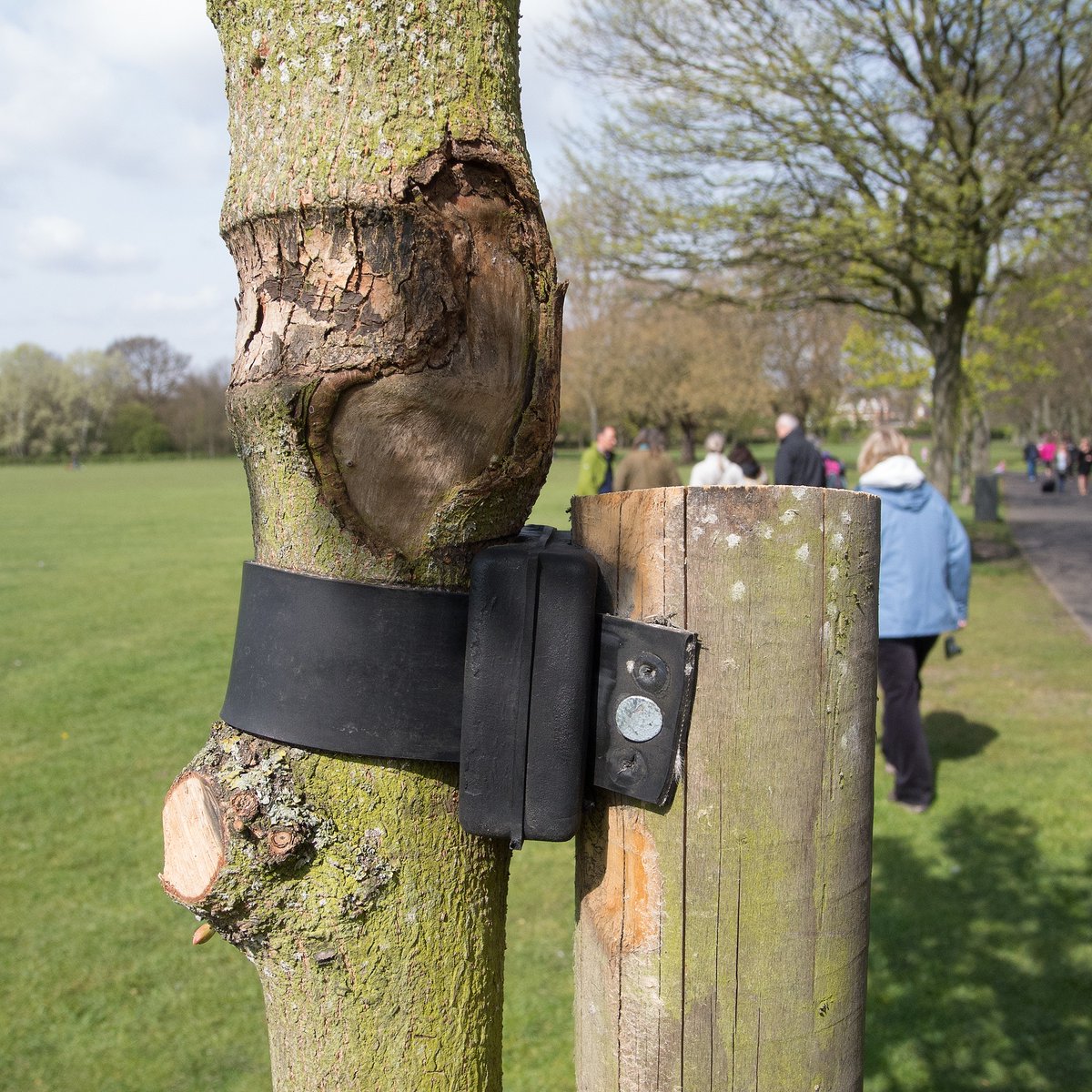 TheTreeCouncil's tweet photo. Got time to spare this wkend? Show your local #trees some #TreeTLC: checki their ties, clear weeds, water &amp; mulch them. This picture shows the result of a tree tie that was left on too tight, strangling the stem &amp; cutting into the bark as trunk expanded. https://t.co/6Zx6Wc3Rii https://t.co/lreQCxGvj1
