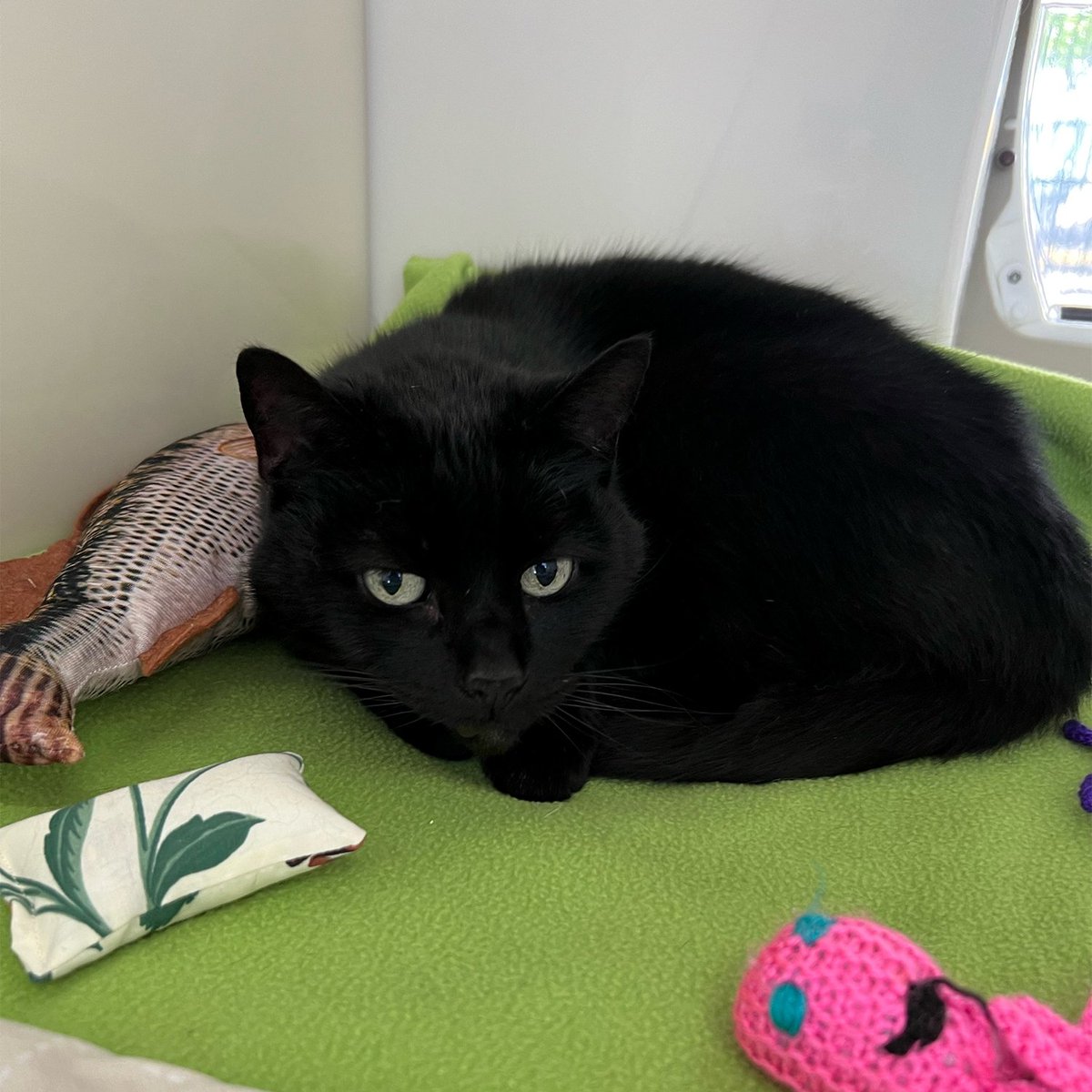 Fire and Ice on Twitter "RT CatsProtection Friendly senior kitizen