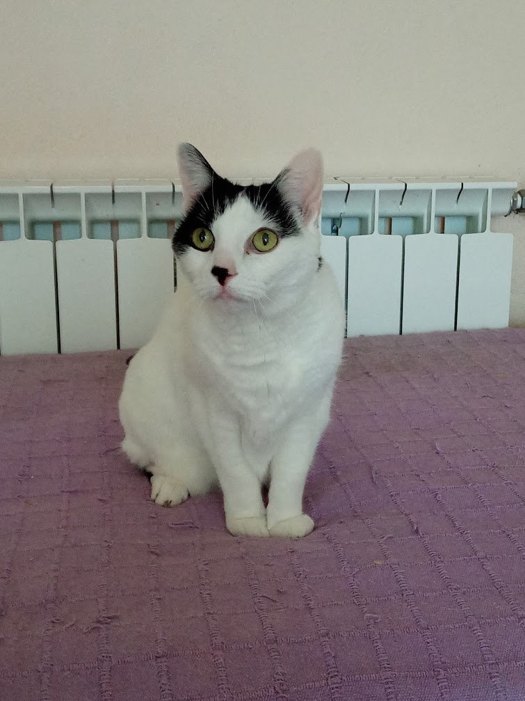 Si te gastas 100.000 euros en un coche, nadie te critica, pero si desembolsas 2.000 euros en la operación de un perro o un gato, muchos consideran que estás loco. ¡Qué asco de mundo! ¿Cómo puede compararse un ser vivo que te quiere con una máquina estúpida?