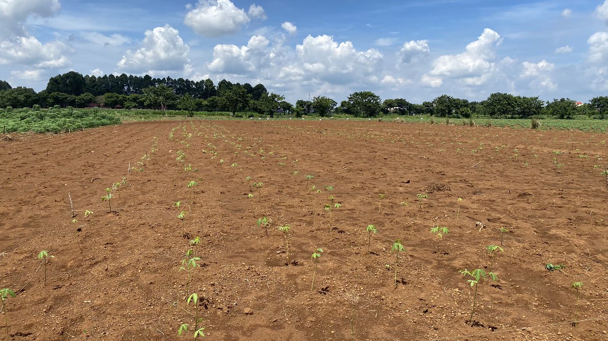 CassavaDiseaseSolutionsAsia (@cassdiseaseasia) on Twitter photo #HLARC and <a href="/BiovIntCIAT_eng/">Alliance of Bioversity International and CIAT</a> evaluating the yield & economic outcomes of establish the crop using traditional #cassava stakes & rapid multiplication cuttings 🌱 to understand the incentives 💵 in the #seedsystem & different public-private models.
<a href="/ACIARAustralia/">ACIAR</a> <a href="/ImranMalikWA/">Imran Malik</a> #HLARC and <a href="/BiovIntCIAT_eng/">Alliance of Bioversity International and CIAT</a> evaluating the yield & economic outcomes of establish the crop using traditional #cassava stakes & rapid multiplication cuttings 🌱 to understand the incentives 💵 in the #seedsystem & different public-private models.
<a href="/ACIARAustralia/">ACIAR</a> <a href="/ImranMalikWA/">Imran Malik</a>