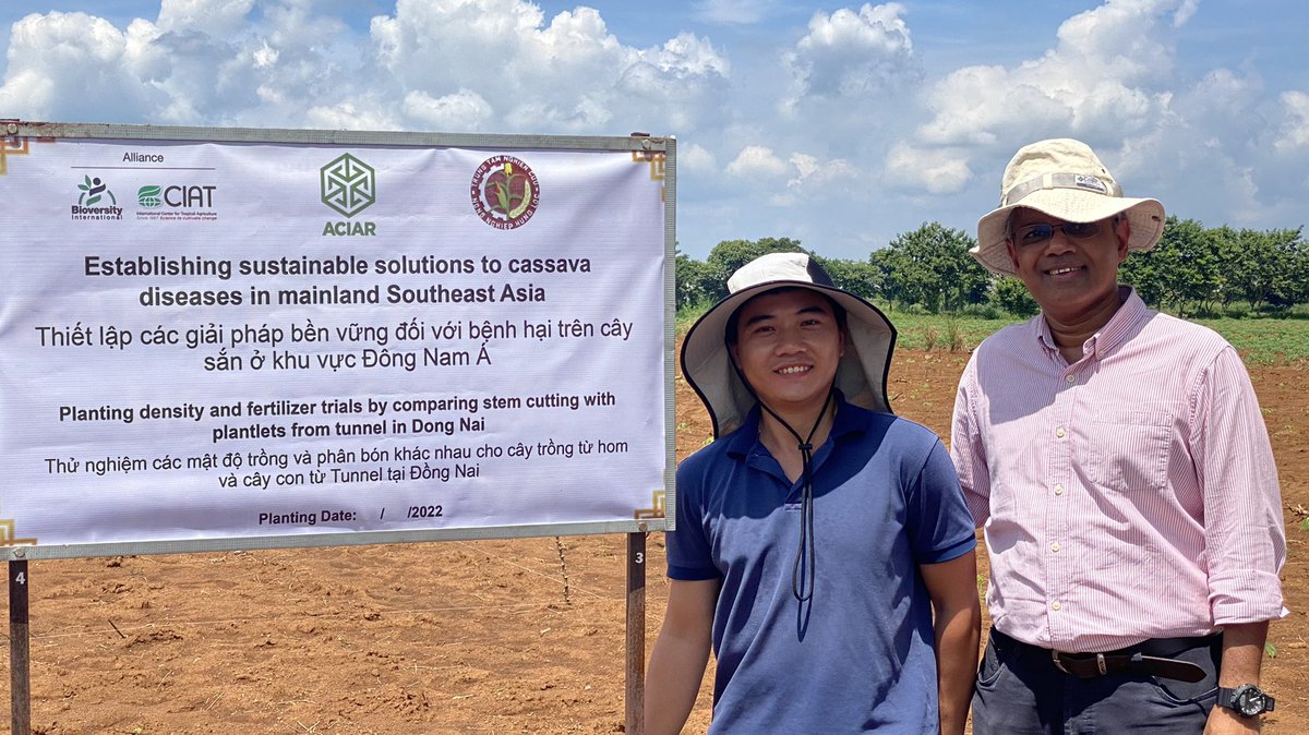CassDiseaseAsia's tweet photo. #HLARC and @BiovIntCIAT_eng evaluating the yield & economic outcomes of establish the crop using traditional #cassava stakes & rapid multiplication cuttings π± to understand the incentives π΅ in the #seedsystem & different public-private models.
@ACIARAustralia @ImranMalikWA https://t.co/EQYuDT3IkV